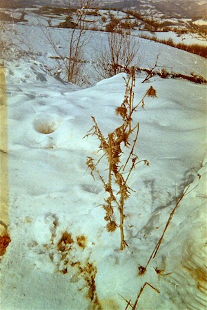 Thistle near Vlasenica. I wrote a poem about it.