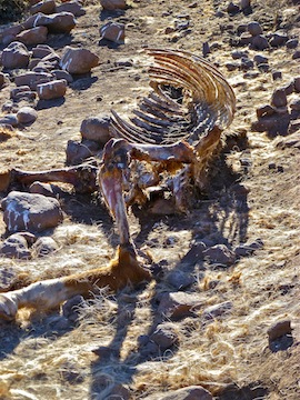 Dead horse. It was interesting to see loose fur scattered about his bones, like a golden carpet.