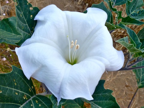 Sacred Datura is a flower, not a yoga position.