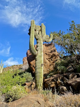 Crested saguaro.