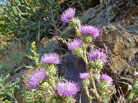 Thistle