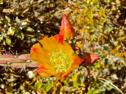 Cactus flower.