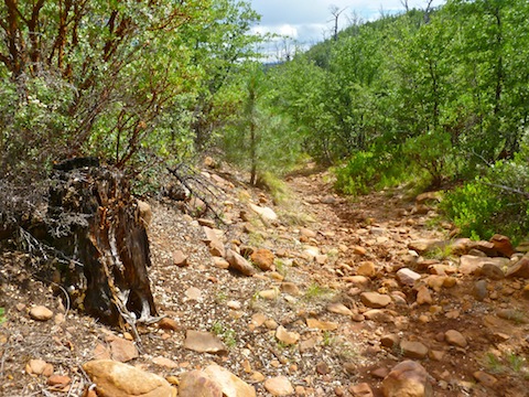 Looking south down Walk Moore Canyon towards where the Perryville crew made its final stand.