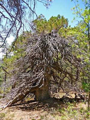 Juniper with a legit four foot diameter trunk.