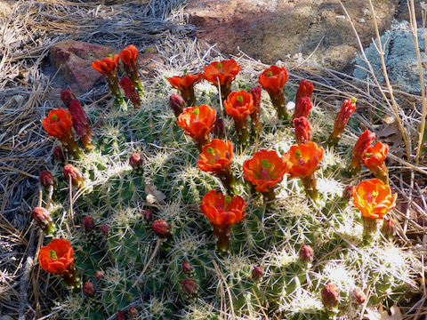 Beautiful & prolific claret cup cactus.