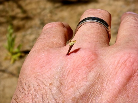 Being stabbed is part of the deal hiking in Arizona.