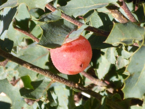 Oak Apple Gall Wasp