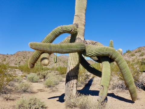 Estrella BM 2766: Second wierd saguaro I've spotted in the past week.