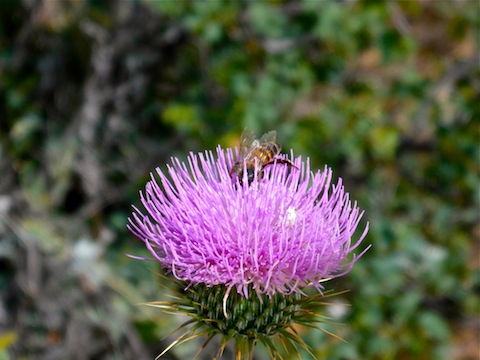 New Mexico Thistle, with local resident stopping by for a drink.