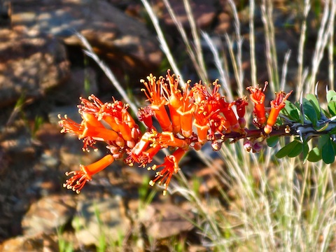 Not too many ocotillo blooming, yet, but this one was beautiful.