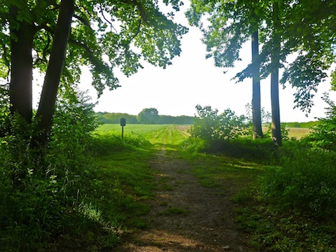 Woods between Valkenburg and Sibbe.