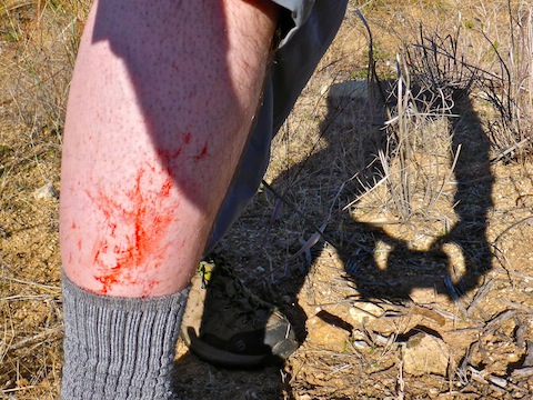 Cholla damage.