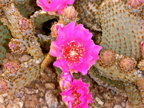 Pink Beavertail Cactus. I did not see any of the yellow variety.