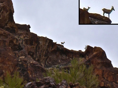 Two bighorn sheep, about 400 yards away.