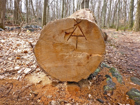 Appalachian Trail symbol carved into an old tree.