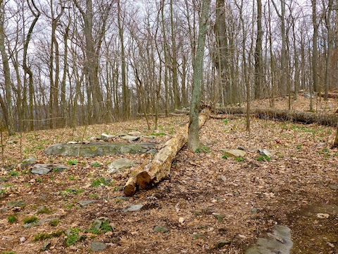 The tree that killed Jason Parish.