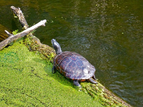 The biggest turtle I saw. I thought at first it was Rodan!