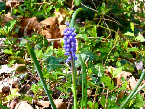 There were several small patches of this lupine-like flower along the Potomac River.
