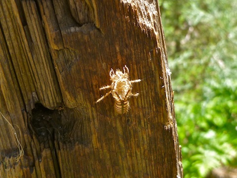 Husk of a bee stuck to a tree.