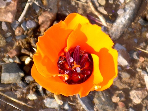 Despite using a pocket camera, I was able to catch fresh raindrops in a desert mariposa lily.