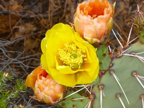 I took probably a dozen prickly pear photos.