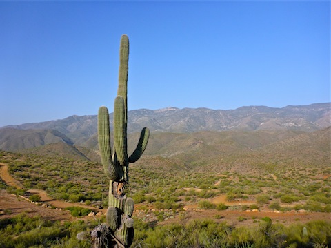 Looking past an injured saguaro, and Maggie Mine Rd., towards the Bradshaw Mountains. I believe that is Malpais Hill.