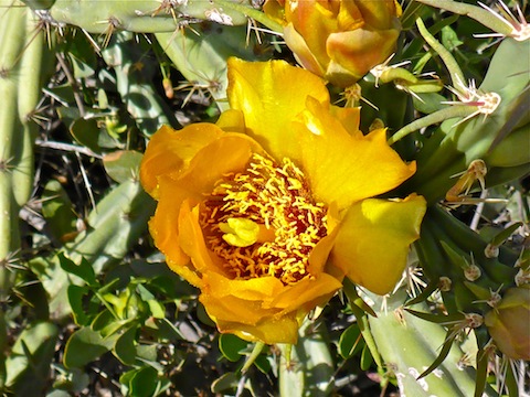 Buckhorn Cholla. Some have red flowers; all the ones I saw were yellow.