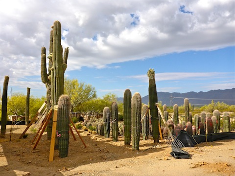 The cactus & palo verde farm at the end of Shaughnessy Rd.