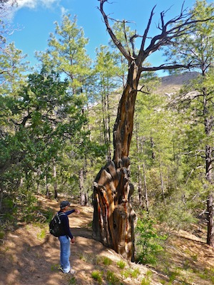 This tree on Clark Spring Trail #40 died of old age, not fire.