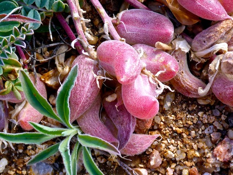 Interesting fruit on this weed. I was too cautious to try it.