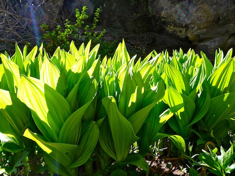 Lots of False Hellebore (aka Corn Lilly) though!