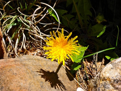 Not many flowers in East Miller Canyon, except dandelions.