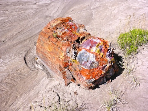 The most spectacular specimen of petrified wood I saw on the First Forest Point hike.