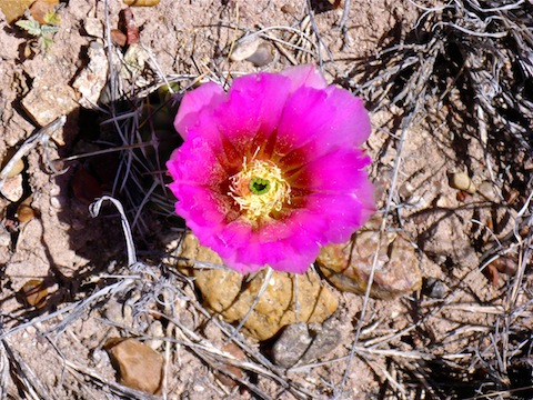 Flowers are rare in the whole Petrified Forest. This is one of the few that wasn't yellow.