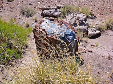 The bluest petrified wood specimen I found all weekend.