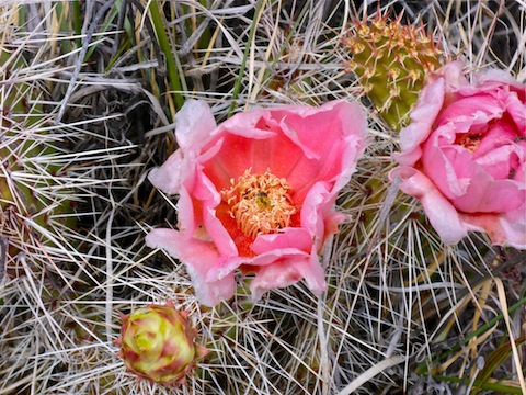 I've never seen such a delicately pink desert flower before.