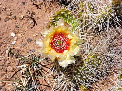 There were some flowers on Blue Mesa, but not many.