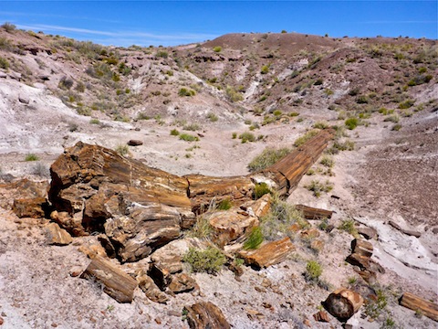 What it was: "Topo Onyx", a log laying in a wash, before erosion forms a gap beneath it.