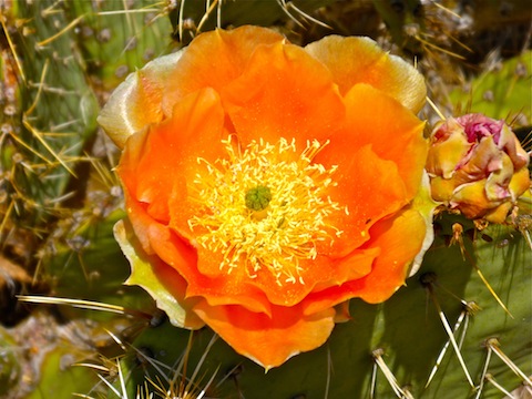 There weren't very many flowers blooming on this hike, but the ones that were were quite colorful.