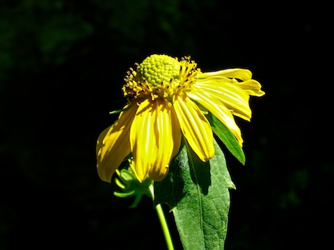 Saw a few patches of these flowers near Horton Creek. I really like how I was able to catch the sun on the flower, but against the dark background for extra pop.