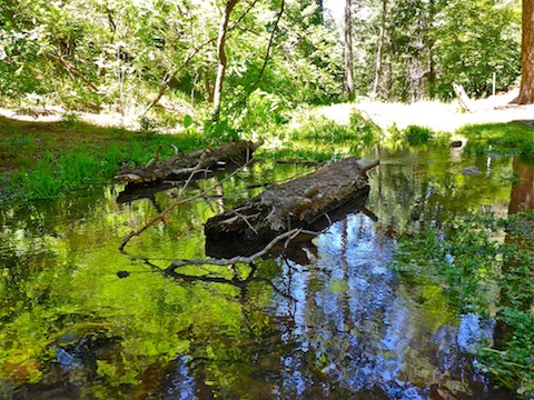 I love the vegetation's shimmering reflection in Horton Creek.