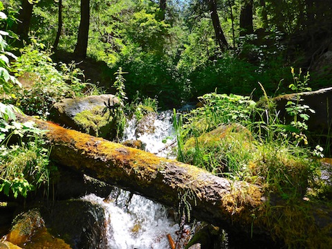 Beautiful rust-colored moss on this log over Horton Creek.