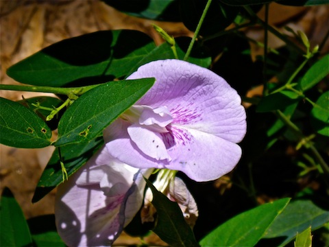 I spotted a few of these beautiful purple flowers along Horton Springs Trail #285.