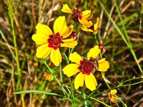 The only flowers I saw in any quantity. Plenty of #flowerporn in the hike video though!