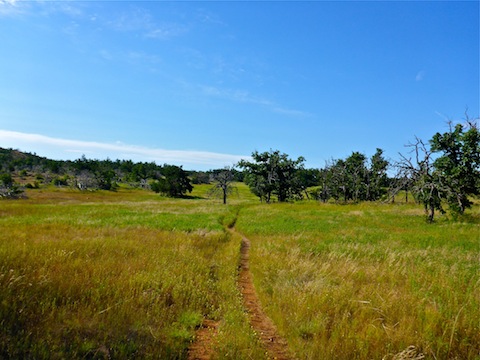 The Bison Trail crossing a prairie between the two trailheads.