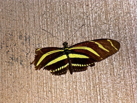 The damage a butterfly's wings could take, and still fly, reminded me of a World War II B-17 Flying Fortress.