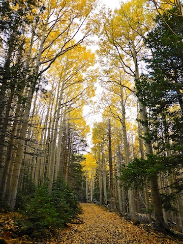 Aspen cathedral on Waterline Road.