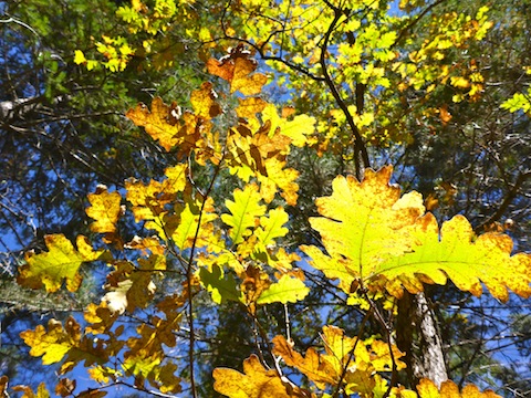 No matter which way Oak Creek twisted, I had good angles to shoot the sun shining through fall leaves.