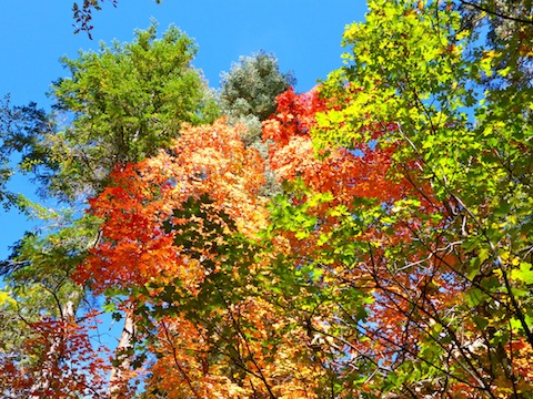 I love the swirl of different fall colors in this photo.