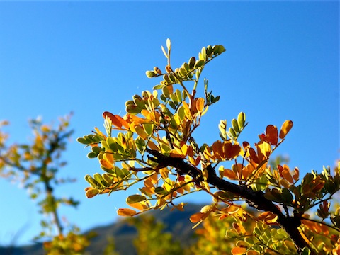 Surprising fall color on the Mazatzal Mountains lower slopes.